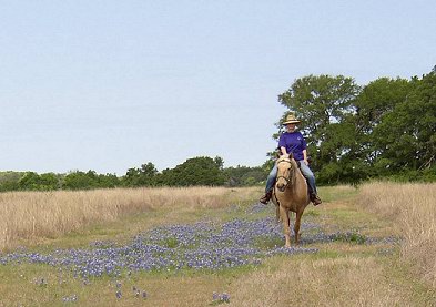 in the bluebonnets