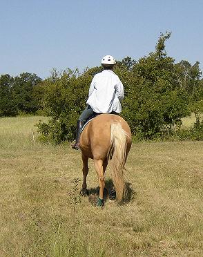 right lead canter from rear