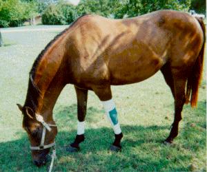 Kuincey bandaged