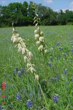 yucca and bluebonnets