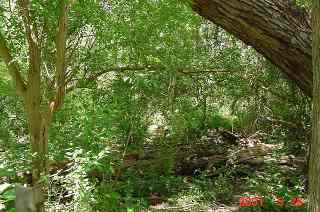 swamp woods