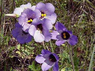 Texas bluebells