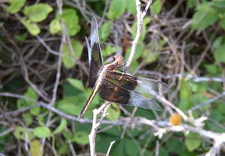 dragonfly