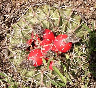 horse crippler cactus