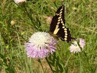 swallowtail