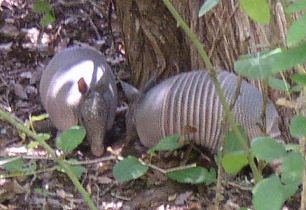 armadillos