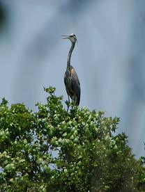 great blue heron
