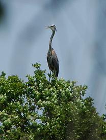 great blue heron