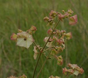 Prairie flower