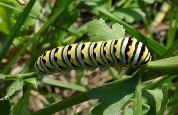 swallowtail caterpillar