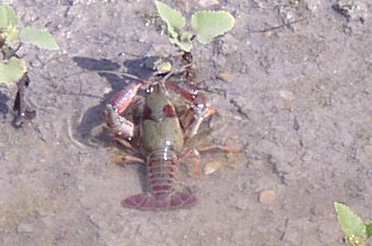 crayfish