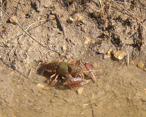 crayfish