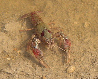 crayfish