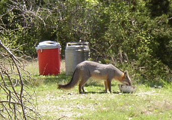 fox eating