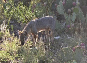 fox eating