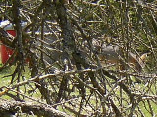 fox through branches