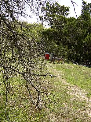 fox at distance