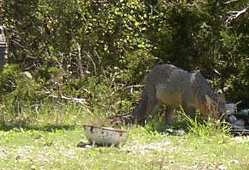 fox drinking