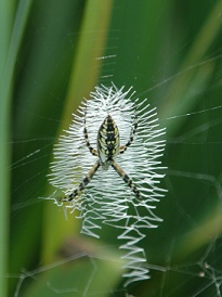 orb spider