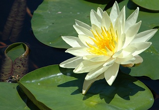 leopard frog