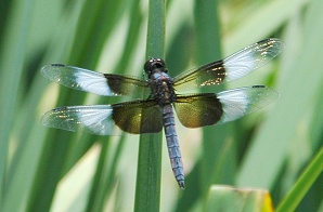 widow skimmer