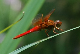 dragonfly