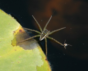 water spider