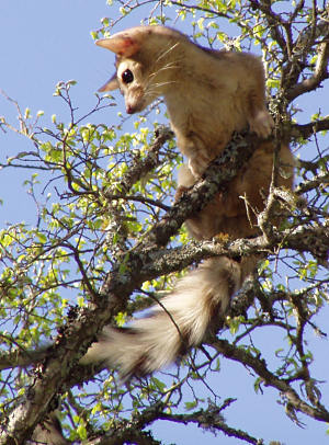 ringtail