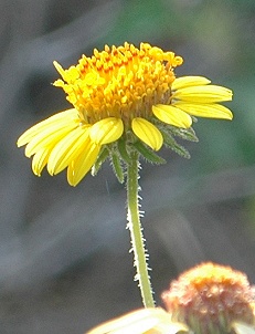 yellow flower