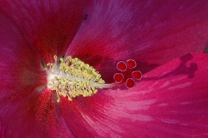 rose hibiscus