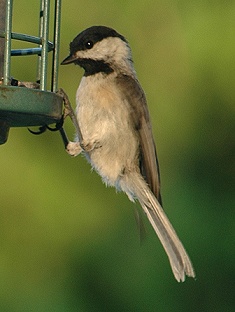 chickadee
