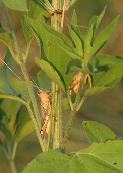 grasshoppers