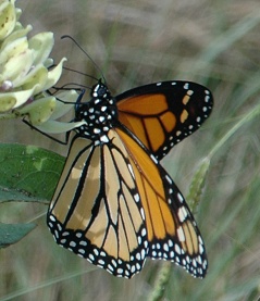 monarch