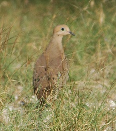 mourning dove