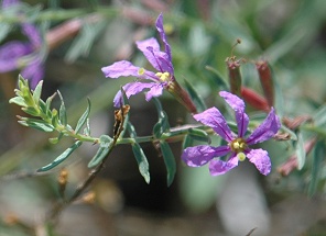 prairie loosestrife