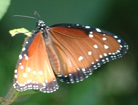 butterfly