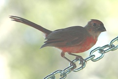 cardinal